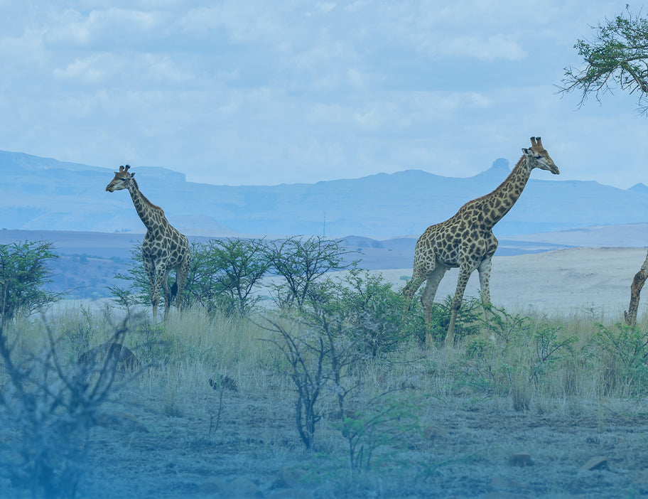 KENYA 250MB 1DAY